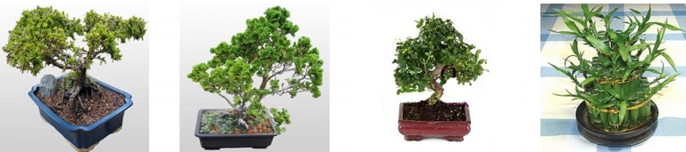 Elaz Arcak bonsai minyatr aa sat