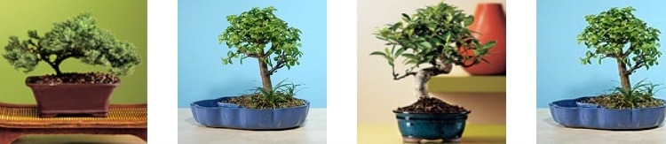 Manisa Salihli Zafer Mahallesi bonsai japon aac sat