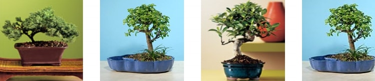 Adana Pozant Merkez Mahalleleri bonsai japon aac sat