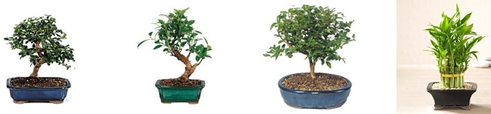 Yalova Altnova bambu bonsai sat