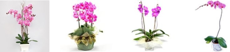 Denizli Siteler Mahallesi orkide sat